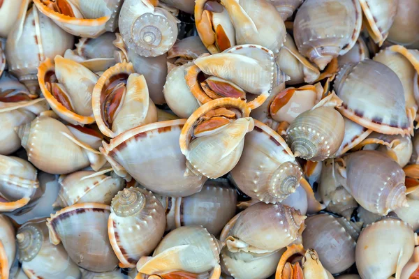 Fisk och skaldjur på is på fiskmarknaden — Stockfoto