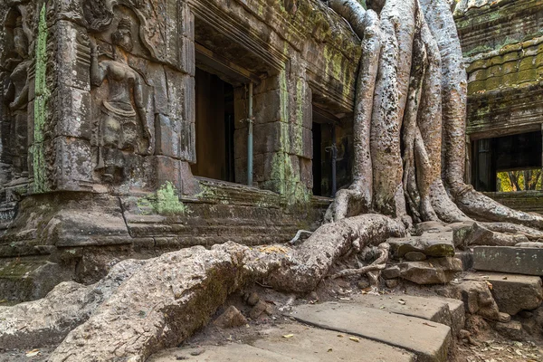 Árbol de banyan en ruina Ta Prohm, Camboya . — Foto de Stock