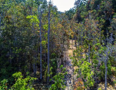 mangrov orman, Krabi, Tayland