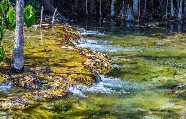 Mangrove forest at Krabi in Thailand — Stock Photo, Image