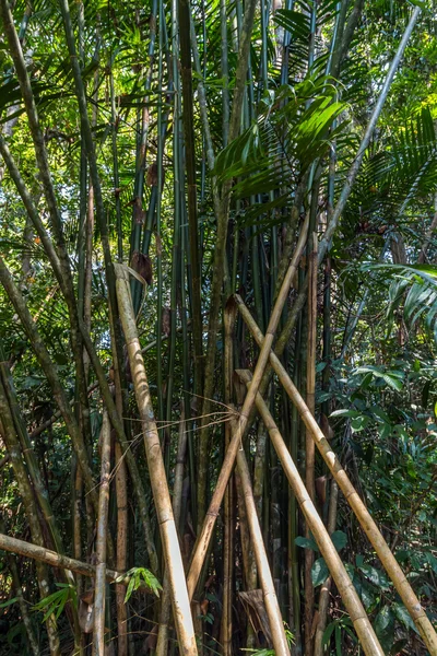 Forêt verte de bambou — Photo