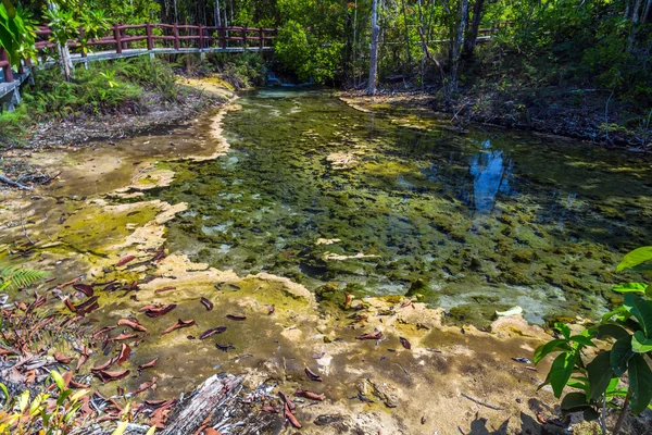 Mangrove forest at Krabi in Thailand — Stock Photo, Image