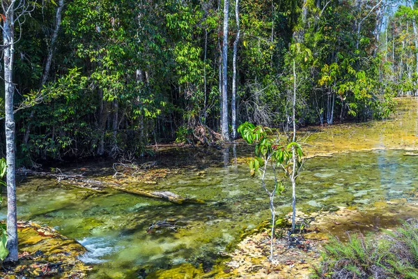 Namorzynowych lasów w Krabi w Tajlandii — Zdjęcie stockowe