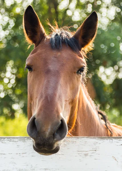 Retrato de cavalo de sol — Fotografia de Stock