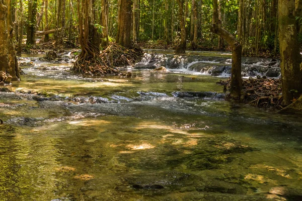 Mangrove forest at Krabi in Thailand — Stock Photo, Image