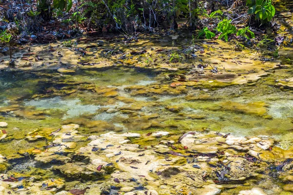 Mangrove erdő, Krabi, Thaiföld — Stock Fotó