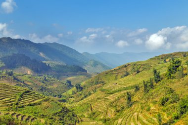 Pirinç tarlaları, Kuzey Vietnam
