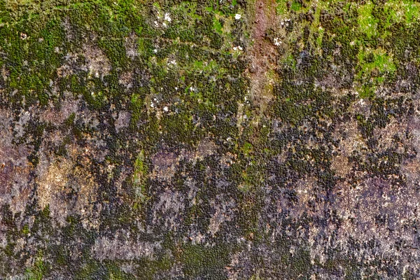 Moss wall texture — Stock Photo, Image