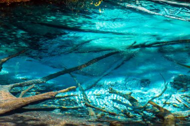 Ormanın içinde mavi Havuzu