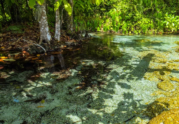 Mangrove forest at Krabi in Thailand — Stock Photo, Image