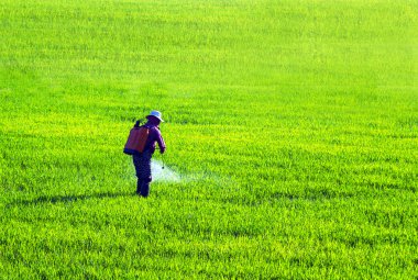 Pirinç alan işleme