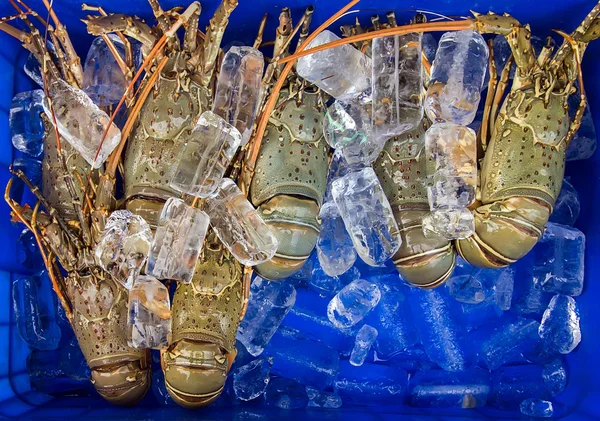 Ice Lobster Sea food. — Stock Photo, Image