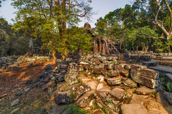 정글 앙코르 와트 유적 — 스톡 사진