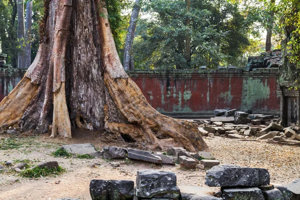 Дерево в розорення Ta Prohm — стокове фото