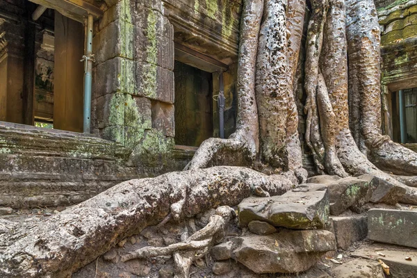 Ree raíces en la ruina Ta Prohm — Foto de Stock