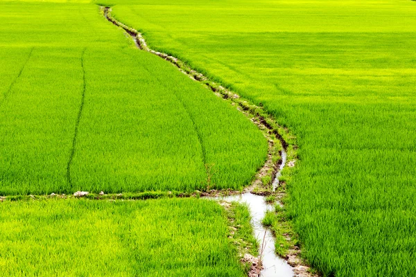 쌀 필드 채널 — 스톡 사진