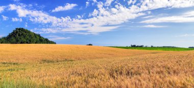 Buğday alan olgun büyümek,