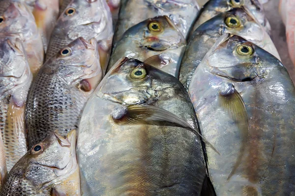 Dorada peixe conjunto frutos do mar — Fotografia de Stock