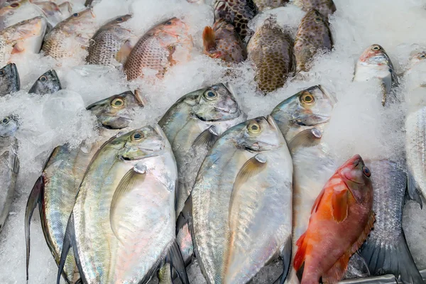 Frutos do mar colocados no mercado do mar gelado — Fotografia de Stock