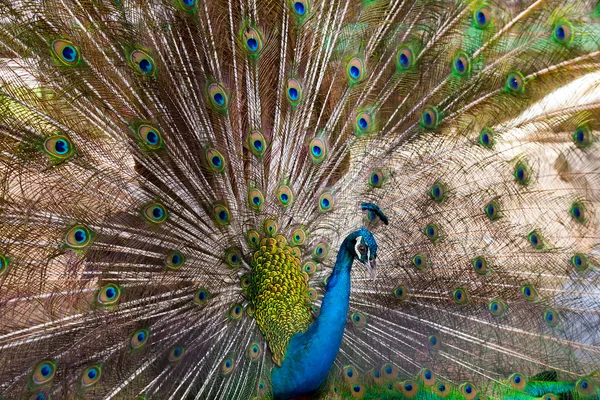 Peacock Green Feathers — Stock Photo, Image