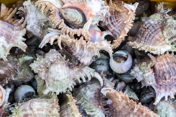 Seashells background on sea market. — Stockfoto