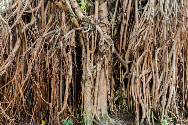 Banyan tree коріння — стокове фото