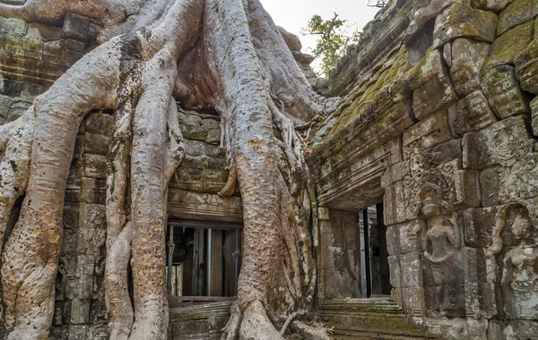 Дерево Баньяна в Камбодже. — стоковое фото