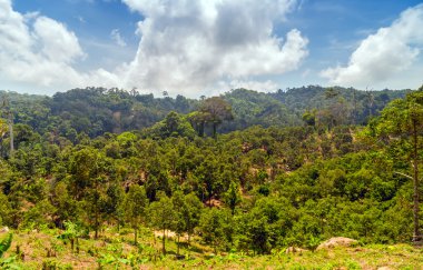 Yeşil orman ve mavi gökyüzü