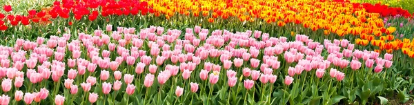 Красиві весняні квіти, тюльпани — стокове фото