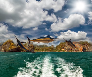 Mavi Marlin/süs balıkları