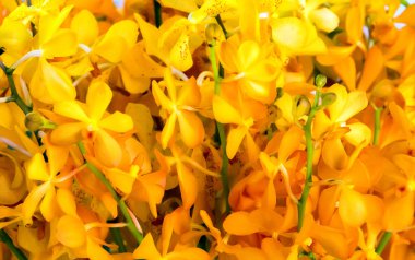 sarı çiçek yaprağı