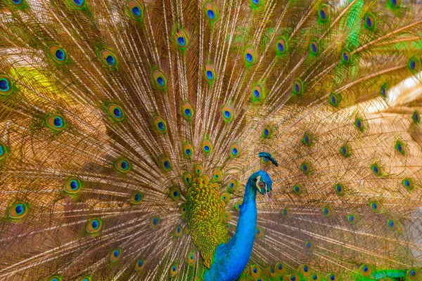 Peacock Feather Bird frame — Stock Photo, Image