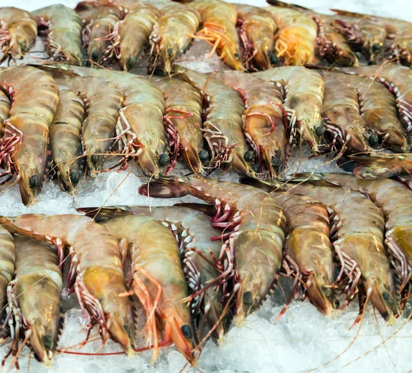 Crevettes alimentation fraîche — Photo