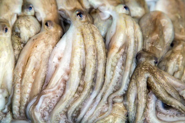 Syrové chobotnice na ledě — Stock fotografie
