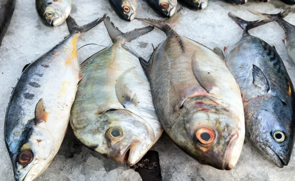 Sale fish on ice at street market — Stock Photo, Image