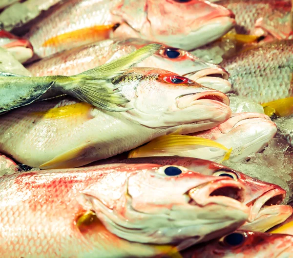 Capturas frescas de peixes — Fotografia de Stock