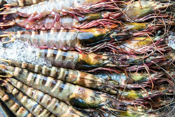 Shrimps fresh diet — Stock Photo, Image