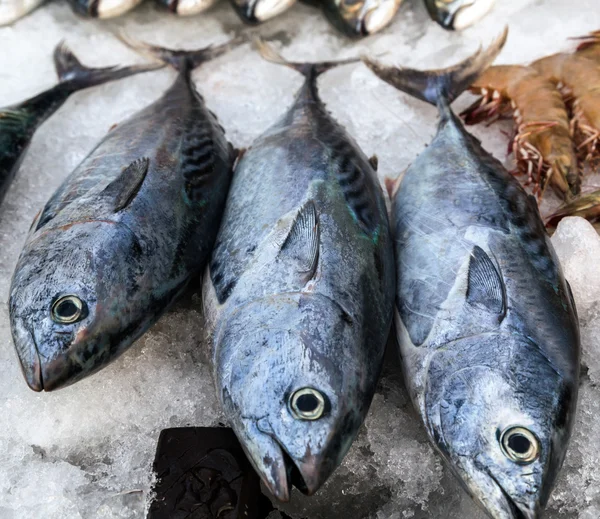 Frozen tuna fishes ice sea market — Stock Photo, Image