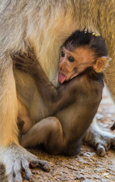 サル猿ヤング — ストック写真