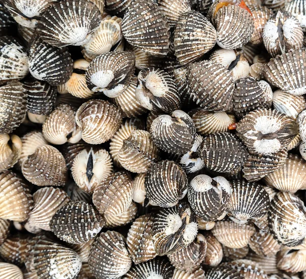 Conchas do mar Fundo ou textura — Fotografia de Stock