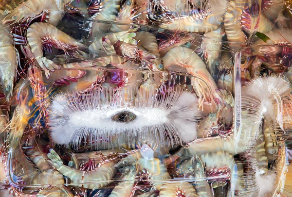 Crevettes glacées fraîches — Photo