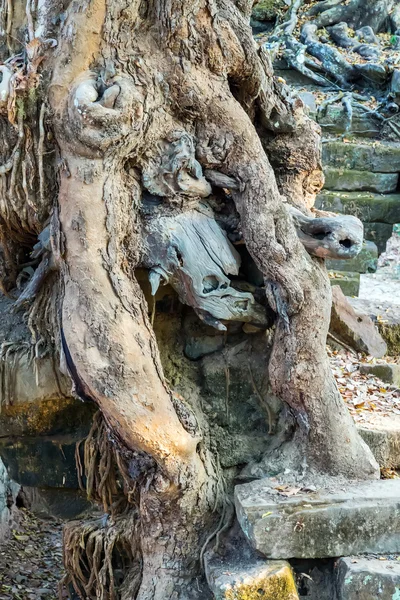 Banyan δέντρο στην καταστροφή Angkor Wat, — Φωτογραφία Αρχείου