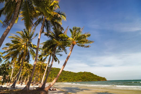 Summer sea and palms — Stock Photo, Image