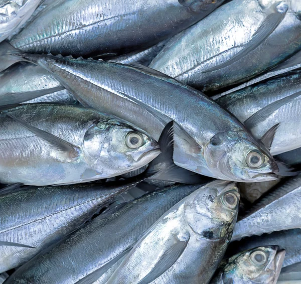 Seafood on ice — Stock Photo, Image