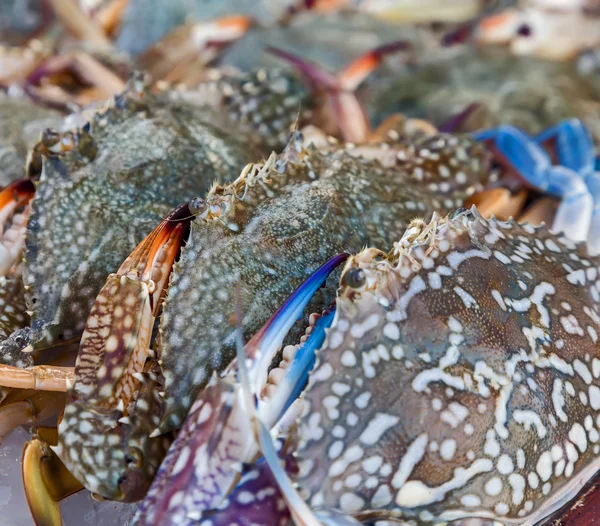 Blomma krabbor, blå krabbor — Stockfoto