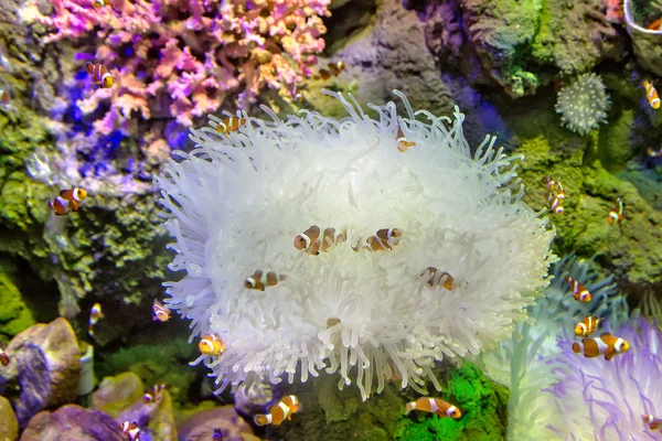 Pesci nella fauna corallina Foto Stock Royalty Free
