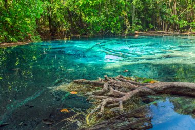 tropikal yağmur ormanları - orman