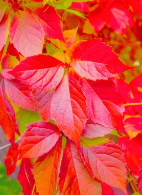 Renkler sonbahar arka plan