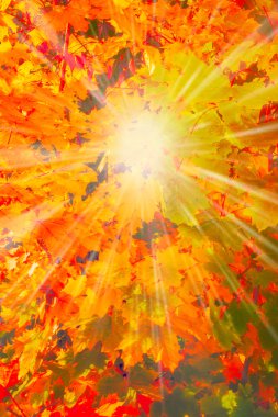 Orman manzara sonbahar arka plan düşmek