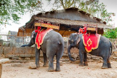 Elephant Sanctuary & go Jungle clipart
